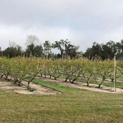 thumbnail for publication: Alternative Opportunities for Small Farms: Peach and Nectarine Production Review